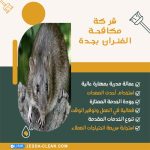 شركة مكافحة الفئران بجدة