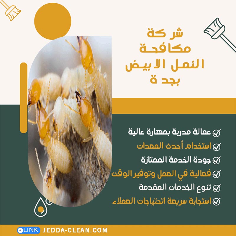 شركة مكافحة النمل الابيض بجدة
